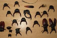 Lucanus cervus