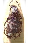 Tropideres albirostris