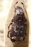 Tropideres albirostris