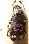 Tropideres albirostris