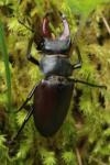 Lucanus cervus