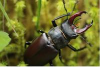 Lucanus cervus