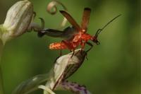 Rhagonycha fulva
