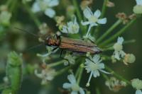 Oedemera nobilis