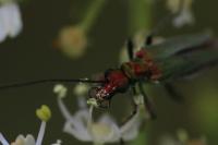 Oedemera nobilis