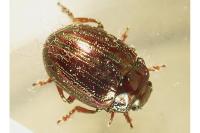 Chrysolina americana