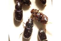 Calamosternus granarius