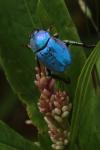 Hoplia coerulea