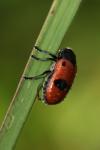 Clytra