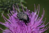 Oxythyrea funesta