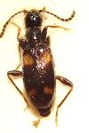 Omonadus bifasciatus