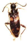 Omonadus bifasciatus