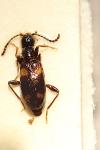 Omonadus bifasciatus
