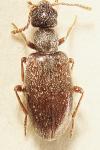 Anthicus flavipes