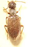 Anthicus flavipes