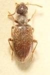 Anthicus flavipes
