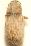 Pteleobius vittatus
