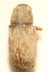 Pteleobius vittatus