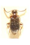 Anidorus nigrinus