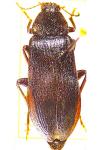 Melandrya caraboides