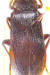 Melandrya caraboides