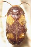 Mycetophagus quadripustulatus
