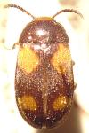 Mycetophagus quadripustulatus