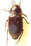 Anisodactylus signatus