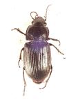 Anisodactylus signatus