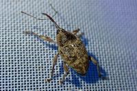 Curculio