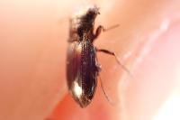 Notiophilus rufipes