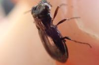 Notiophilus rufipes