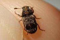 Pseudeuparius sepicola