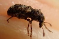 Pseudeuparius sepicola