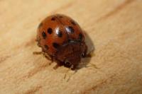 Subcoccinella vigintiquatuorpunctata
