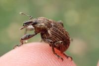 Brachypera zoilus