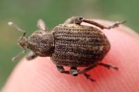 Brachypera zoilus