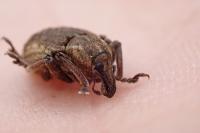 Brachypera zoilus