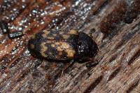 Mycetophagus atomarius