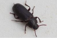 Tenebrio molitor