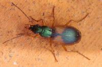 Anchomenus dorsalis