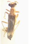Malthinus flaveolus