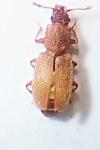 Monotoma bicolor