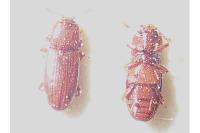 Cerylon ferrugineum