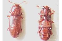 Cerylon ferrugineum