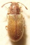 Cryptophagus acutangulus