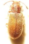 Cryptophagus acutangulus