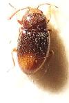 Atomaria mesomela