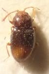 Atomaria mesomela