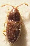 Atomaria diluta